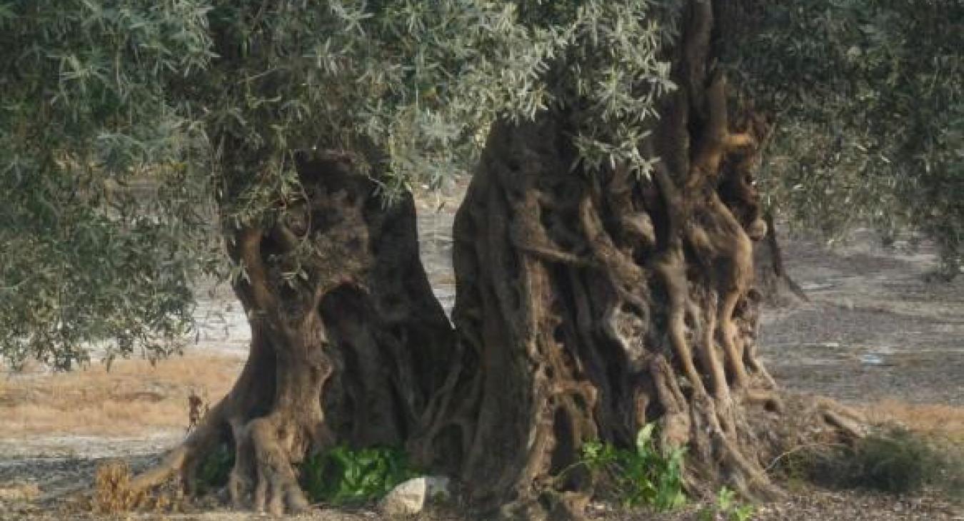 L'ulivo di Marina Corona 