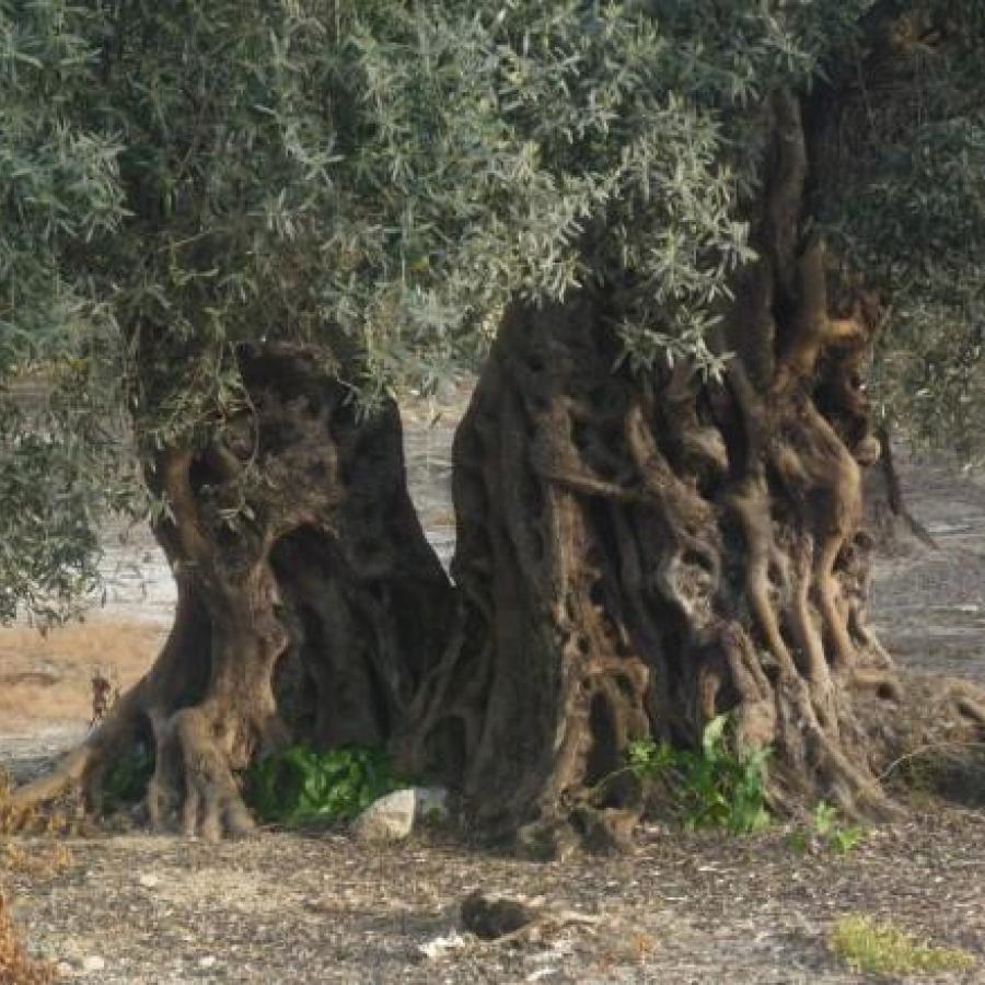 L'ulivo di Marina Corona 